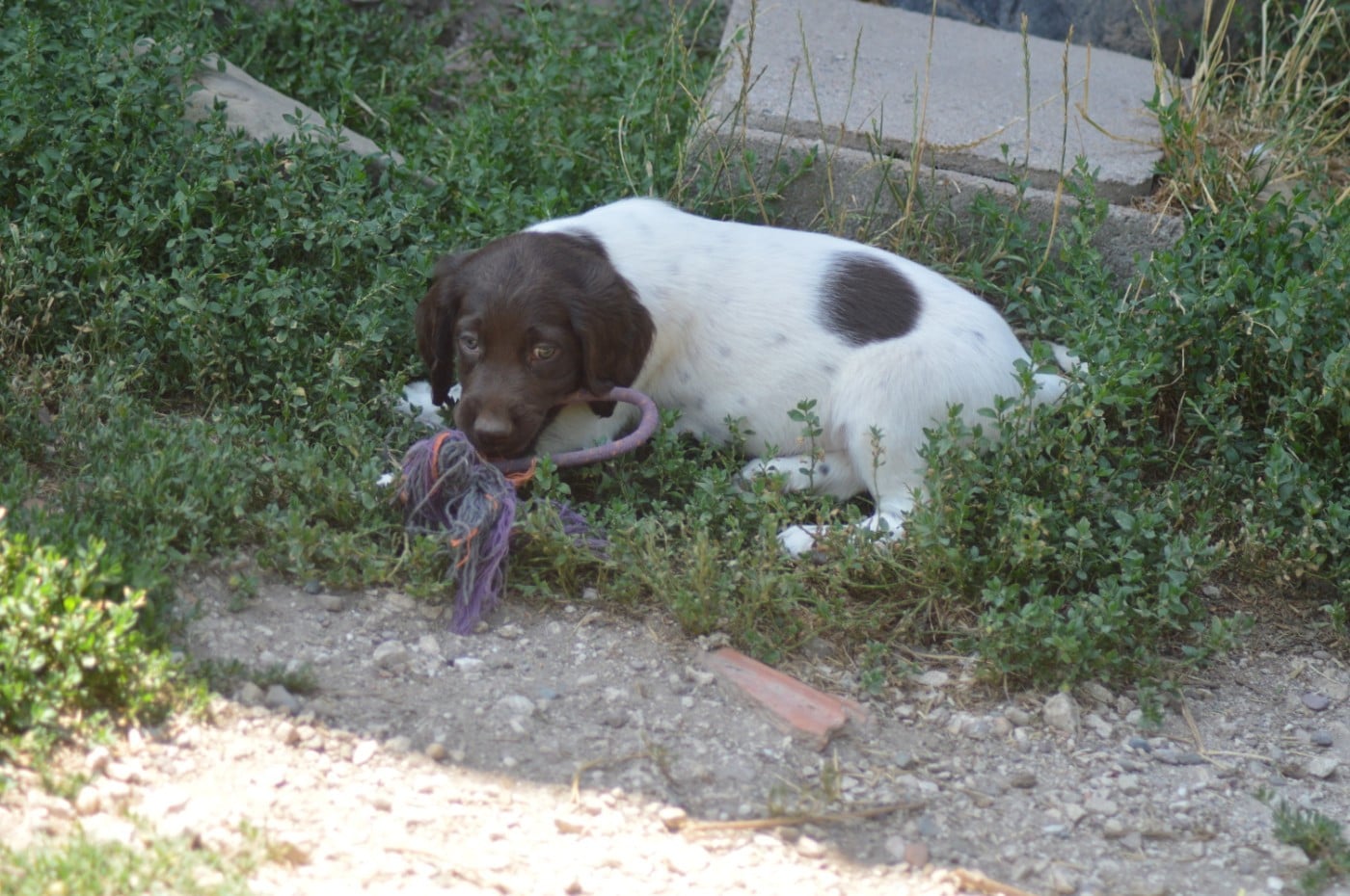Chiot N°6