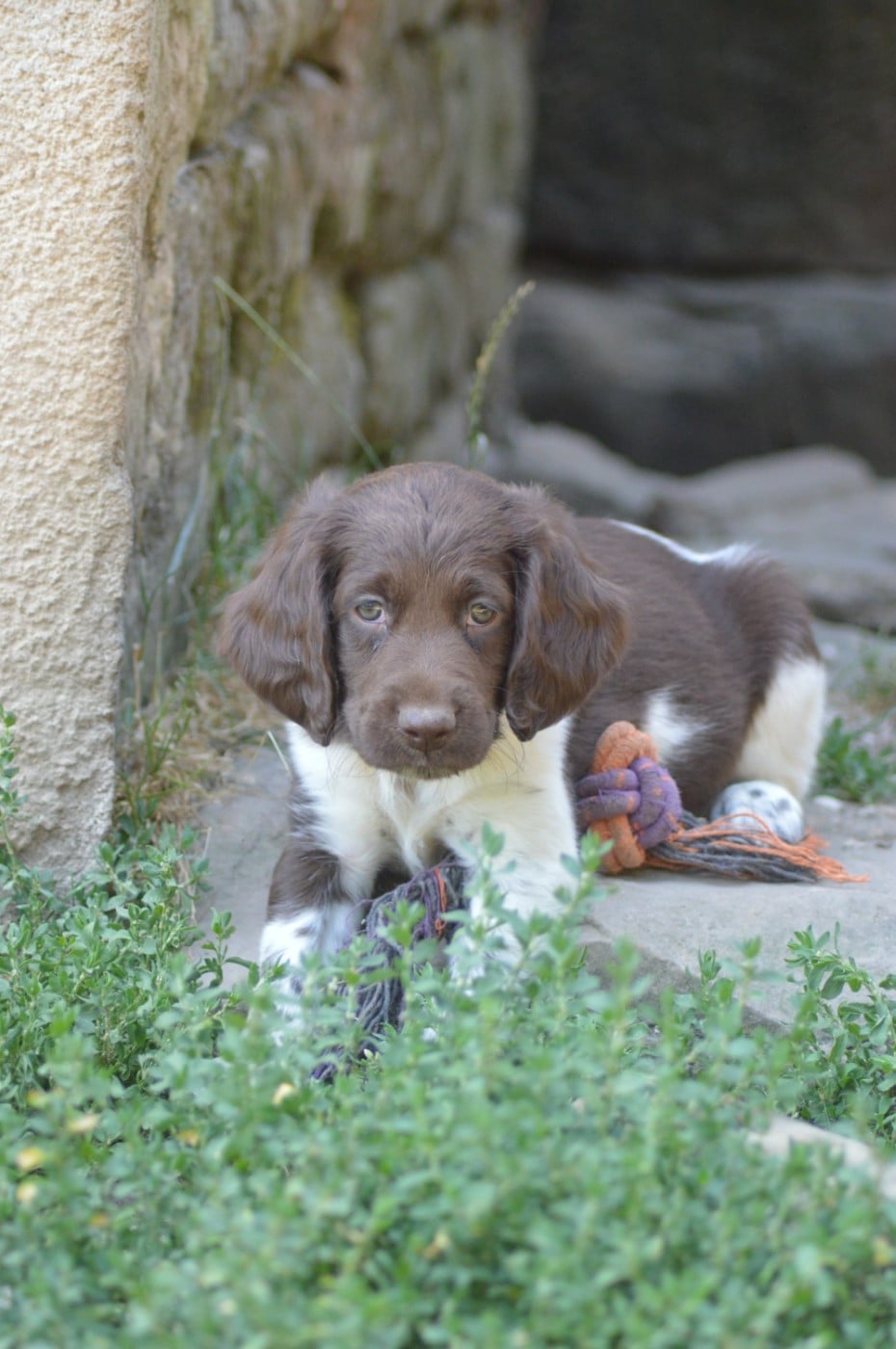 Chiot N°8