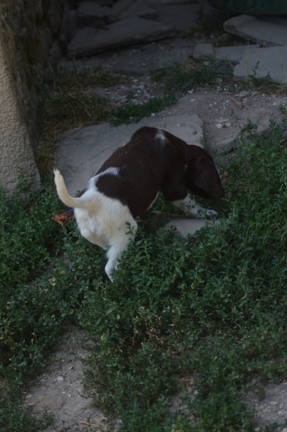 Chiot N°8