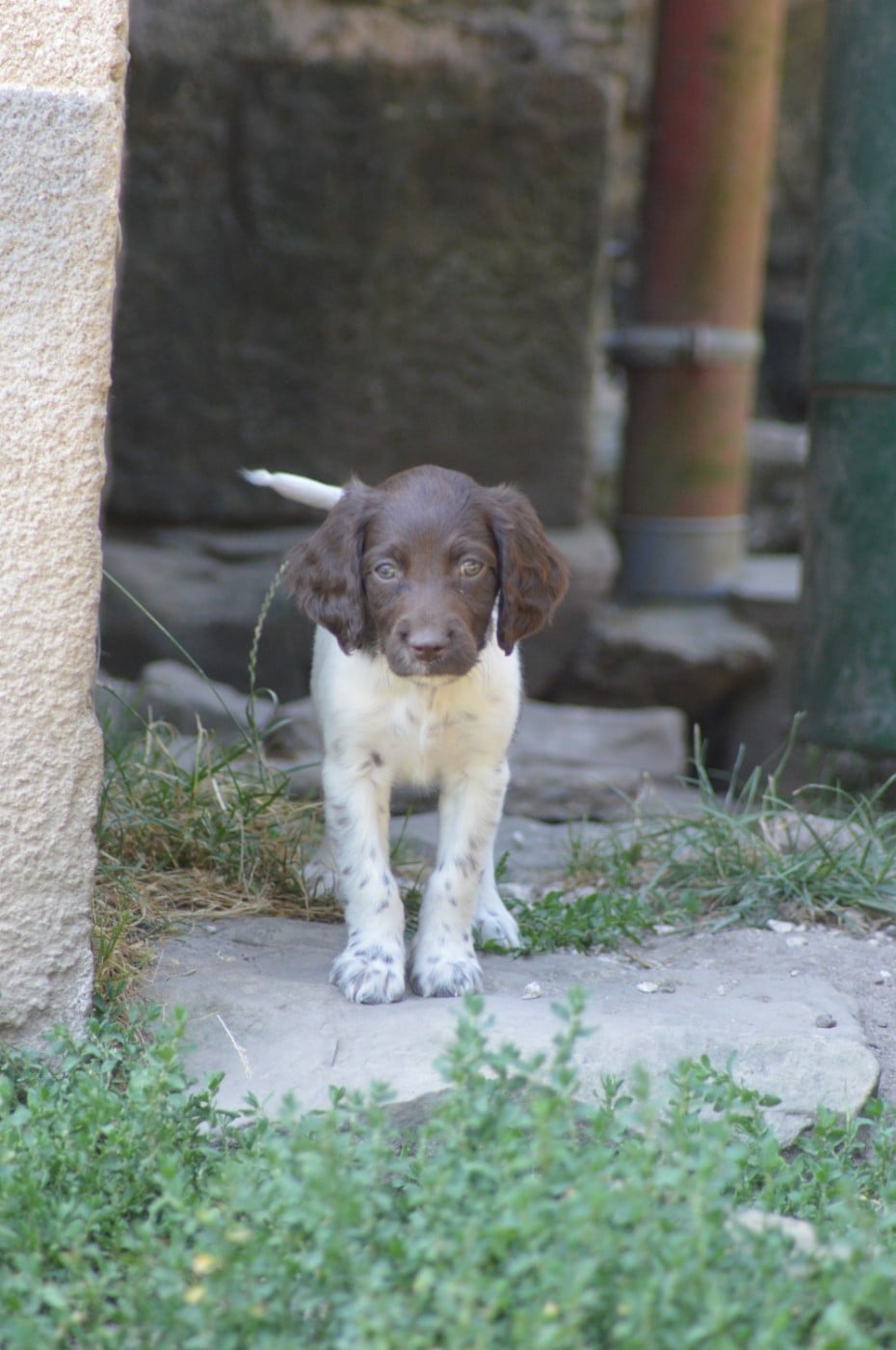 Chiot N°9