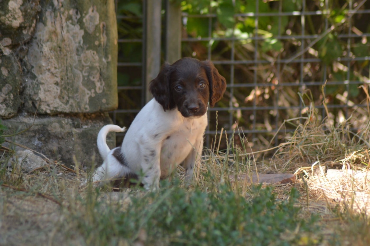 Chiot N°9