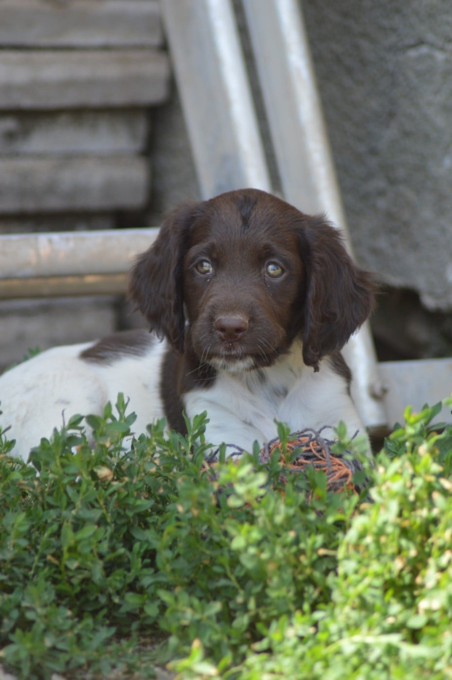 Chiot N°3