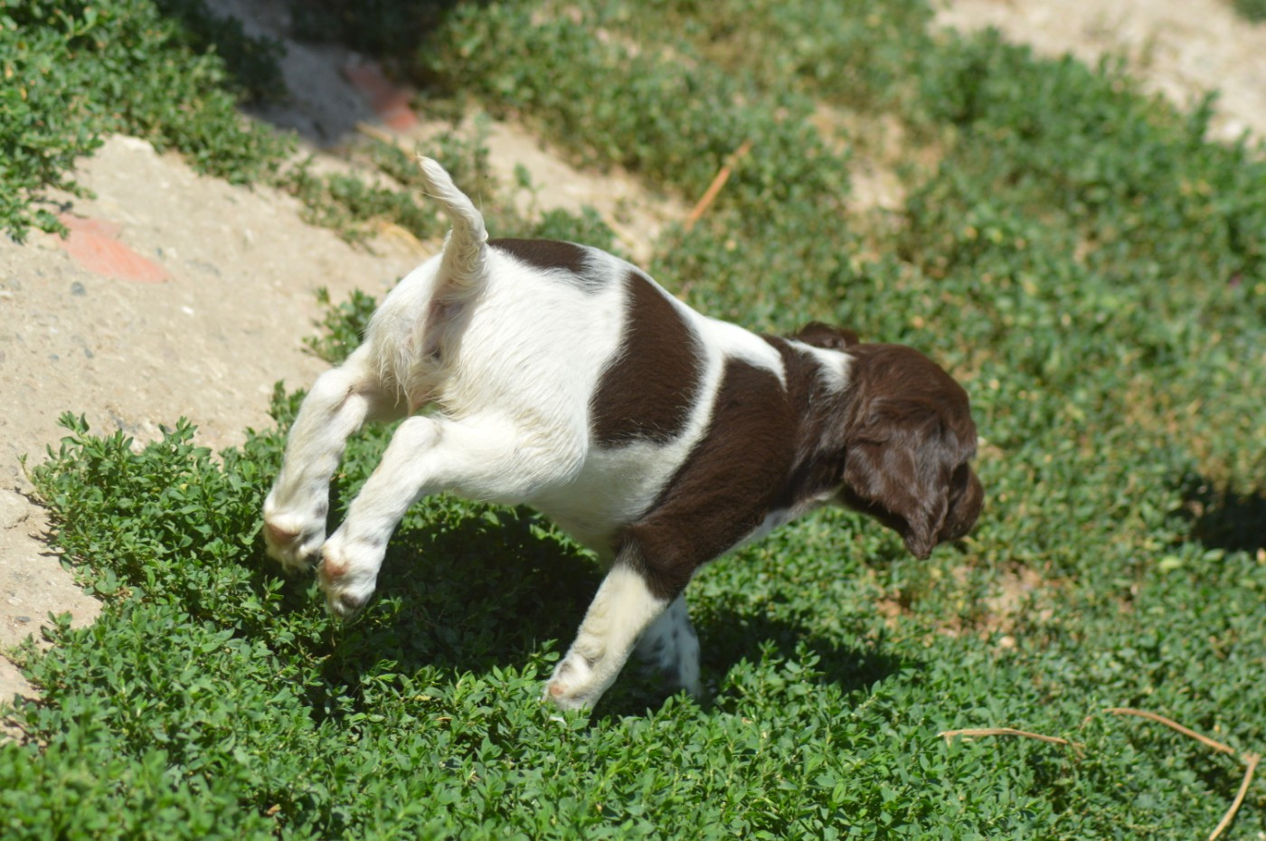 Chiot N°3