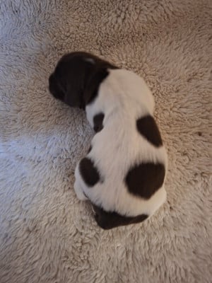 Les chiots de Petit Epagneul de Münster