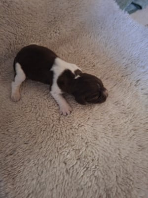 Les chiots de Petit Epagneul de Münster