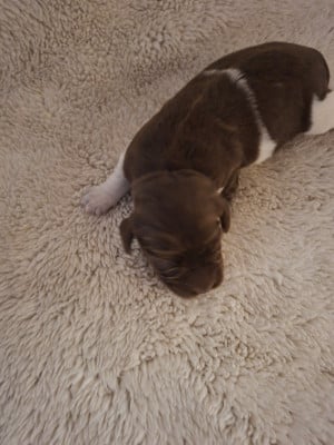 Les chiots de Petit Epagneul de Münster