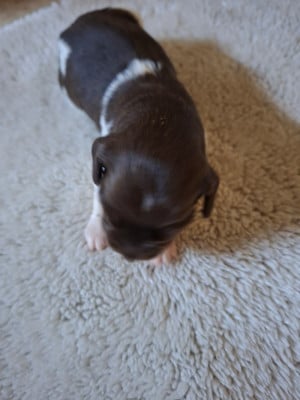 Les chiots de Petit Epagneul de Münster