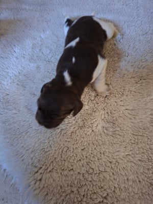 Les chiots de Petit Epagneul de Münster