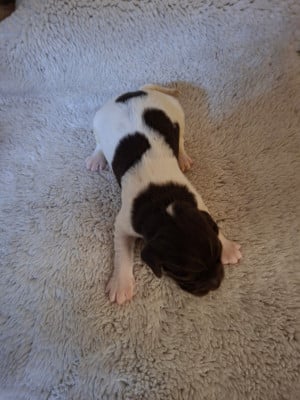 Les chiots de Petit Epagneul de Münster