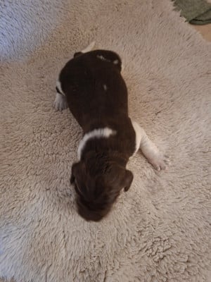 Les chiots de Petit Epagneul de Münster