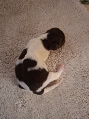 Les chiots de Petit Epagneul de Münster