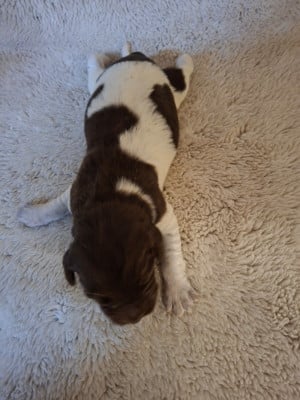 Les chiots de Petit Epagneul de Münster