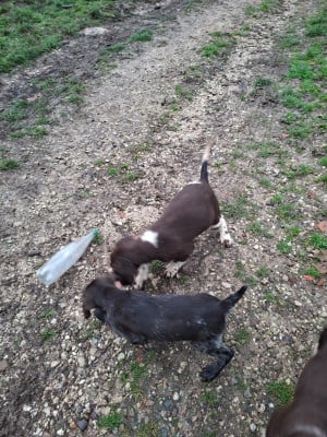 Les chiots de Petit Epagneul de Münster