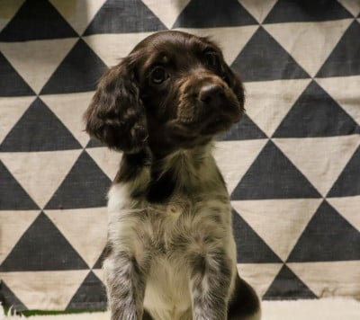 Les chiots de Petit Epagneul de Münster