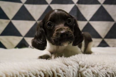 Les chiots de Petit Epagneul de Münster