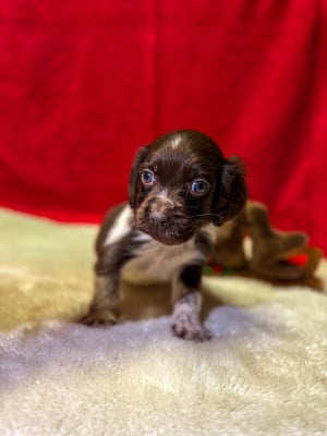 Les chiots de Petit Epagneul de Münster