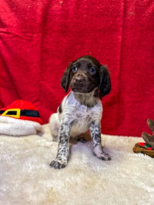 Les chiots de Petit Epagneul de Münster