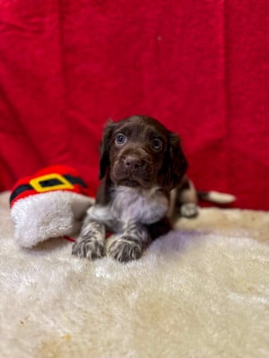 Les chiots de Petit Epagneul de Münster