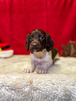 Les chiots de Petit Epagneul de Münster