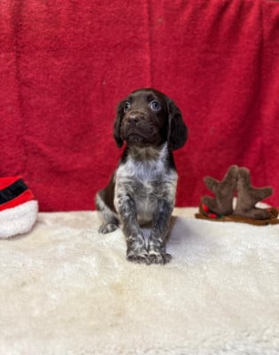 Les chiots de Petit Epagneul de Münster