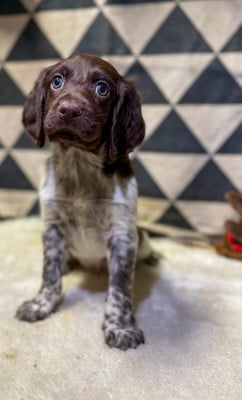 Les chiots de Petit Epagneul de Münster