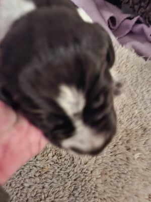 Les chiots de Chien d'arrêt allemand à poil dur