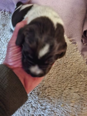 Les chiots de Chien d'arrêt allemand à poil dur