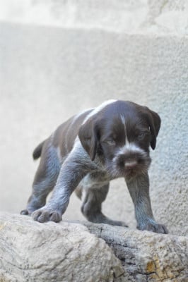 Les chiots de Chien d'arrêt allemand à poil dur