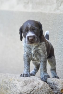 Les chiots de Chien d'arrêt allemand à poil dur