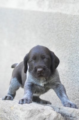 Les chiots de Chien d'arrêt allemand à poil dur