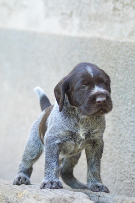 Les chiots de Chien d'arrêt allemand à poil dur