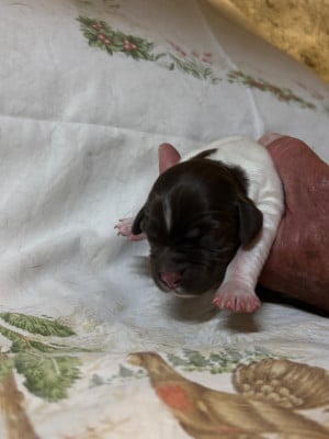Chiot N°7 - Petit Epagneul de Münster