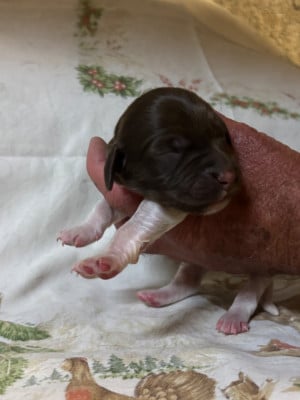 Chiot N°8 - Petit Epagneul de Münster