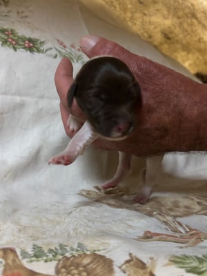 Chiot N°9 - Petit Epagneul de Münster