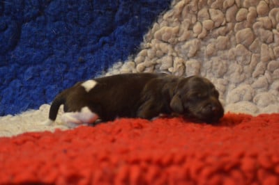 CHIOT 4 - Petit Epagneul de Münster