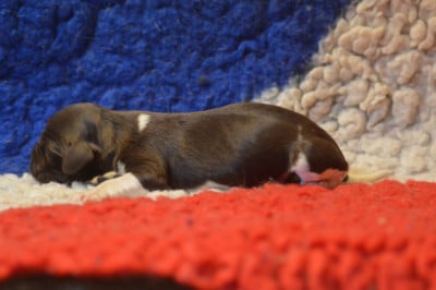 CHIOT 5 - Petit Epagneul de Münster