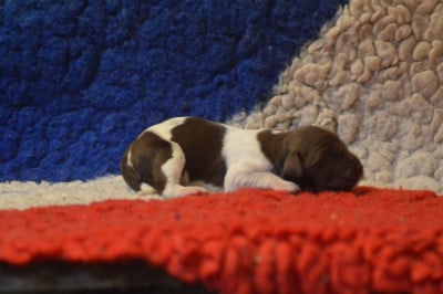 CHIOT 6 - Petit Epagneul de Münster
