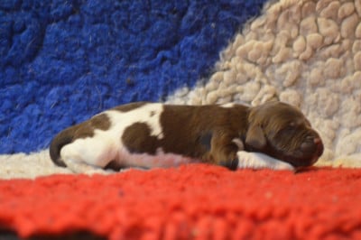 CHIOT 7 - Petit Epagneul de Münster