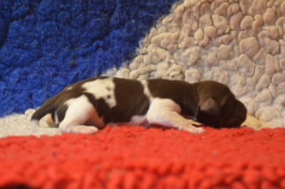 CHIOT 9 - Petit Epagneul de Münster