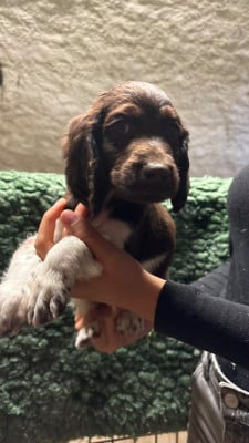 Les chiots de Petit Epagneul de Münster