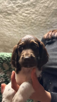 Les chiots de Petit Epagneul de Münster