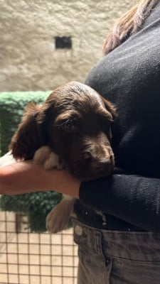 Les chiots de Petit Epagneul de Münster