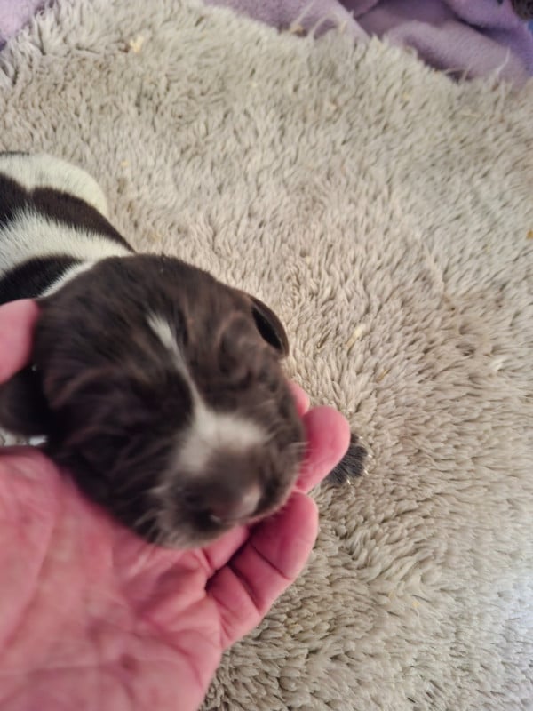 Chien d'arrêt allemand à poil dur - Vom hundegelaut