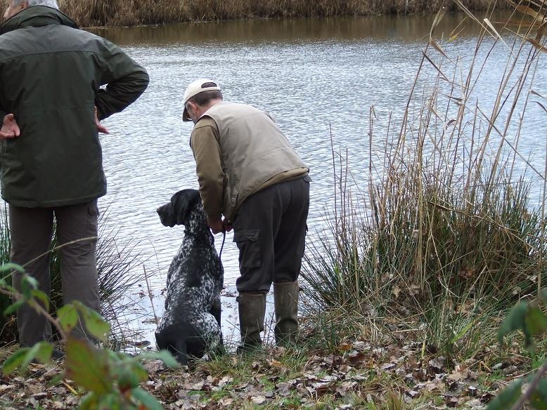 Foccos vom massenbach - I Cat. 31/32 Vainqueur de la Cpe de Fr. Ch. Pr.