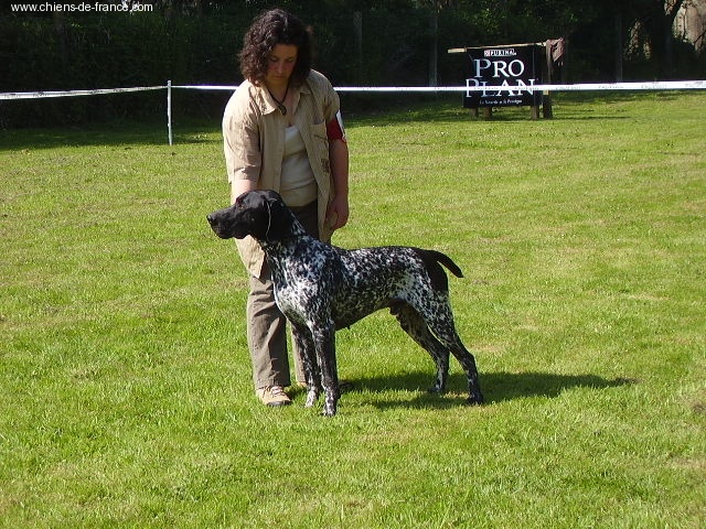 Foccos vom massenbach - Exc.