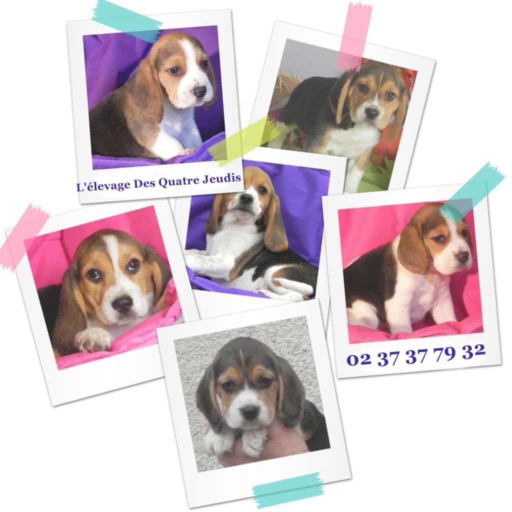 Accueil Elevage Des quatre jeudis eleveur de chiens Beagle