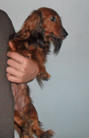 Publication : de l'Orée des heures claires Auteur : y binios legrand lhcl