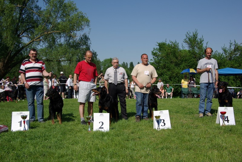 CH. Zarko De l'amouraudiere - 1er classe compétition