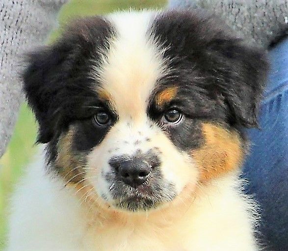 Chiot Berger Australien, mâle disponible en Occitanie, 30