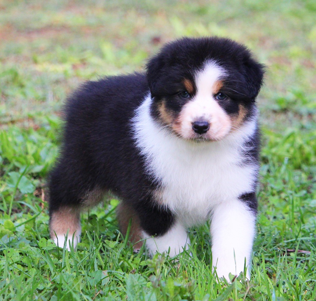 Chiot Berger Australien, femelle disponible en Occitanie